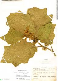 Image result for Solanum chrysotrichum