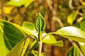 Image result for Kotschya capitulifera