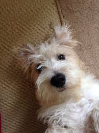 Sporting Lucas Terrier Tattie Scruffy Dogs Lucas Terrier Jack Russell
