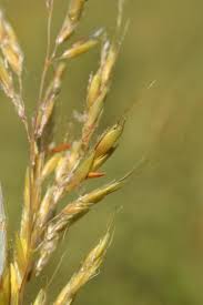 Image result for Sorghastrum nudipes