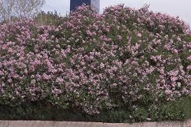 Image result for Syringa meyeri ´Palibin