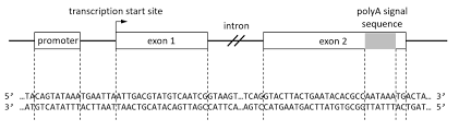 Week 6 Gene Expression Practice Exam Questions Part 1 Diagram Quizlet