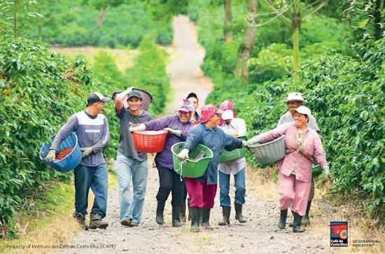 CaféDeCostaRica Recolectores de Café: El desarrollo social de nuestro país se ha visto fortalecido gracias a la generación de empleo entorno al café. Siendo los recolectores de la fruta parte fundamental de
