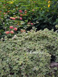 Image result for Plectranthus guruensis