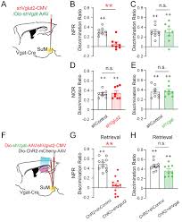 Care sunt cheltuielile necesare pentru a îngrădi o parcelă de teren cu lungimea de 95m și lățimea de⅗ din lungime dacă 1m de gard costă 25 lei și poar … ta are 4mdau coroana numaidecât ☹️ va rog ajutor. Supramammillary Nucleus Synchronizes With Dentate Gyrus To Regulate Spatial Memory Retrieval Through Glutamate Release Elife