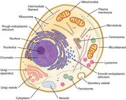 This Schematic Diagram Shows A Generic Animal Cell And The Organelles Including The Nucleus End Human Cell Diagram Human Cell Structure Animal Cell Structure