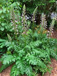 Image result for Acanthopale pubescens