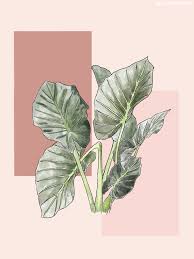 Learn more · see it now · local results · fast & free information Elephant S Ear Care Guide Plant Care Tips And More La Residence