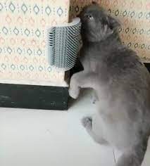 R Eyebleach Cat Scratching Station Pets Cat Groomer Funny Animals