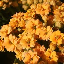 Image result for Kalanchoe rosalina