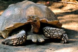 Image result for Grewia sulcata
