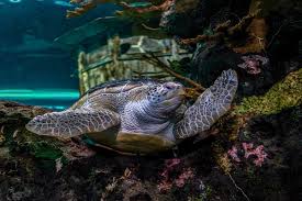 A Visit To Ripley'S Aquarium Of Canada In Toronto - Sunsets And Roller  Coasters