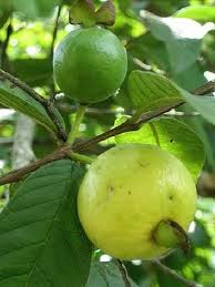 Pin On Tropical Fruits