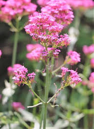 Image result for Valerianaceae