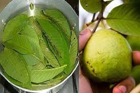 We did not find results for: Air Rebusan Daun Jambu Biji Mengusir Lemak Hingga Mencegah Kanker Semua Halaman Grid Health