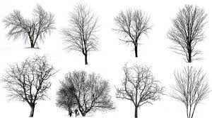 Winter Tree Silhouette Google Zoeken Architectural Trees Tree Drawing Snow Illustration