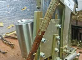 Image result for graft grape vines