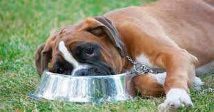 Does My Dog Have A Food Allergy Or Is It Food Intolerance Diamond Pet Foods