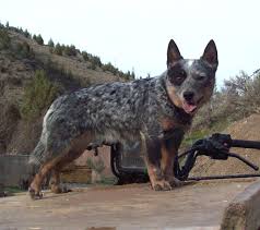 Black Australian Cattle Dog Blue Heeler Mix Pin By Gregory Pulliam On Australian Cattle Dog In 2020 Blue Heeler Dogs Cattle Dog Puppy Blue Heeler