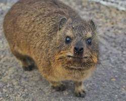 Image of Rock rabbit