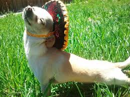 These funny pictures of animals laughing will make you throw science out of your window because these cute animals are sure looking like smiling, laughing and having lot of fun. 201 Smiling Animals That Will Instantly Make You Smile Bored Panda