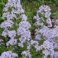 Image result for Pupalia grandiflora