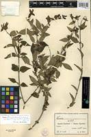 Image result for Tinnea aethiopica