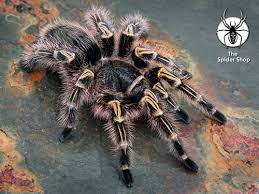 Hysterocrates gigas (cameroon red baboon) tarantula about 2 $50 Grammostola Pulcheripes Chaco Golden Knees