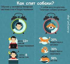mokryj nos on instagram poleznoe sobaki zootovary mokryjnos sleeping dogs dogs dog infographic
