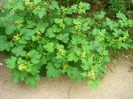 Image result for Xanthium