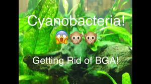 It may be interesting to remind you, the oldest known rocks on earth are 3.7 billion years old. Cyanobacteria Getting Rid Of Blue Green Algae Youtube