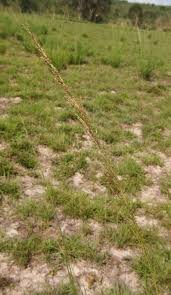 Image result for Sporobolus pyramidalis