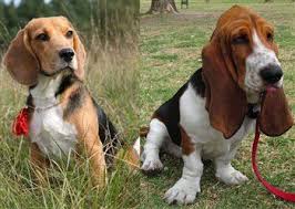 Find free puppies near me, adopt a puppy, buy puppies direct from kennel breeders and puppy owners in malta. Beagle Vs Basset Hound A Side By Side Comparison