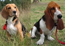 Free basset hound puppies in georgia. Beagle Vs Basset Hound A Side By Side Comparison