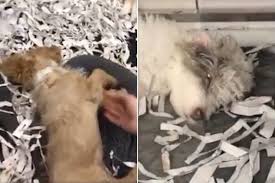 Great staff and they treat the animals with care. Utah Pet Store Investigated After Concerning Video Shows Possibly Drugged Puppies