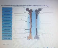 Bone diagram barca fontanacountryinn com. Solved Label The Parts Of A Long Bone By Clicking And Dra Chegg Com