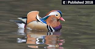 You're quite clever, aren't you? A Mandarin Duck Mysteriously Appears In Central Park To Birders Delight The New York Times