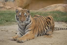 Yapacağınız turnuva seçimine göre, tigre takımının bu turnuvalarda aldığı sonuçlar önünüze gelecektir. Oasys Minihollywood Celebra El Dia Mundial Del Tigre