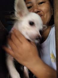 Welcome ton, salam wuff wuff Indah Ydn Kadek, Ari Gangga, Andre A, Jack  Hunter, I Putu Suastika, Adelia Ratna