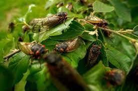 Billions of brood x cicadas are emerging across the east coast after spending 17 years underground. J5b21jck3jouwm