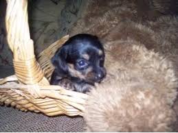 More dachshund puppies / dog breeders and puppies in iowa. Dachshund Puppies In Florida