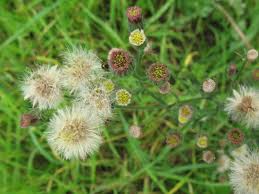 Image result for Erigeron bonariensis