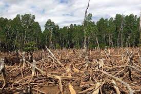 Esto puede ser para usar la madera y destinar el suelo a otros fines, o simplemente por mal manejo de la tierra. Causas Y Consecuencias De La Deforestacion Curionautas C