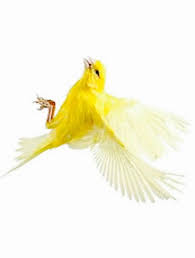 British Birds With Yellow Feathers Http Animal Kid Com Yellow Canary In Flight Html Big Art Bird Animals