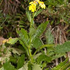 Image result for Senecio latifolius