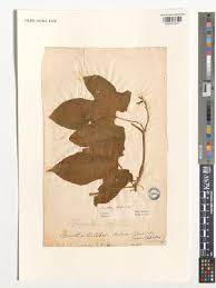 Image result for Dewildemania filifolia