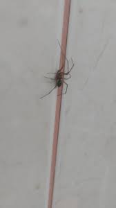 Нашел в ванной павука, на обычного домашнего как_он_там, тот что с  длиннющими тонкими ножками, не похож. Кто знает что за вид и как с ним  поступить лу...  НЁХ :: паукан - JoyReactor