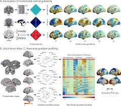 Image result for Higher Integrative Function