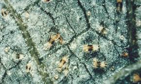 Image result for spotted spider mite