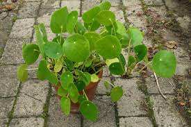 The chinese money plant is a perfect compliment to the jade plant. Chinese Money Plant Pilea Peperomioides